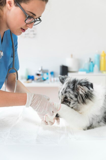 Femme vétérinaire appliquant un bandage sur la patte d&#39;un chien blessé