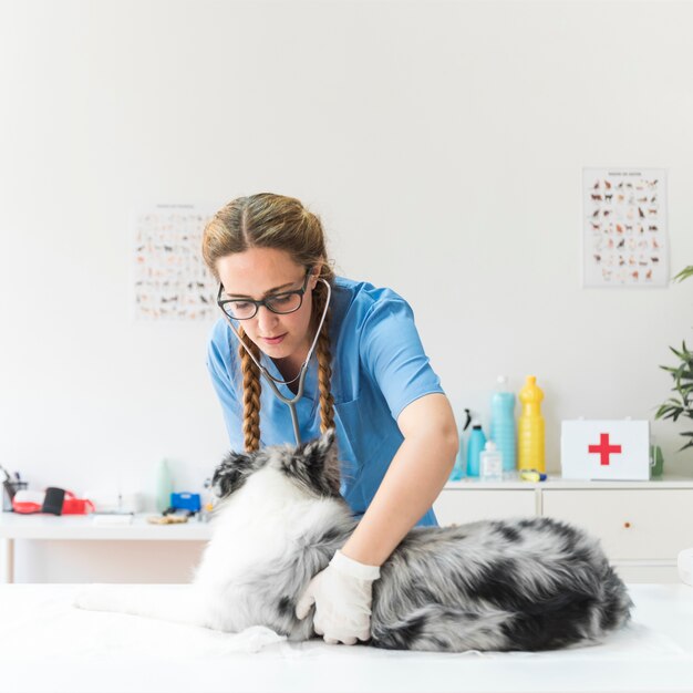 Femme vétérinaire examine le chien sur la table en clinique