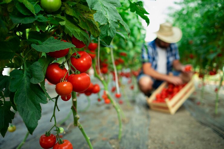 Photo gratuit ferme d'aliments biologiques
