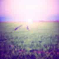 Photo gratuite ferme green field unfocus