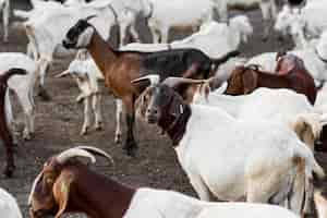 Photo gratuite ferme en gros plan avec des chèvres