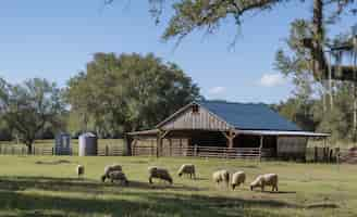 Photo gratuite ferme de moutons photoréaliste