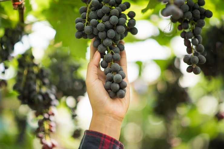 Photo gratuit ferme de récolte des raisins