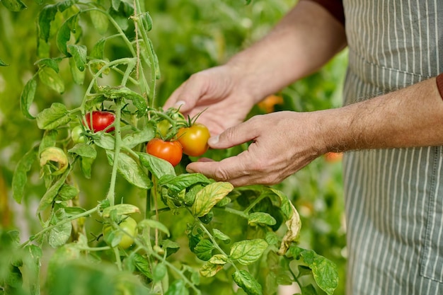 Ferme de tomates. Photo en gros plan des mains de l'homme tenant des tomates fraîches