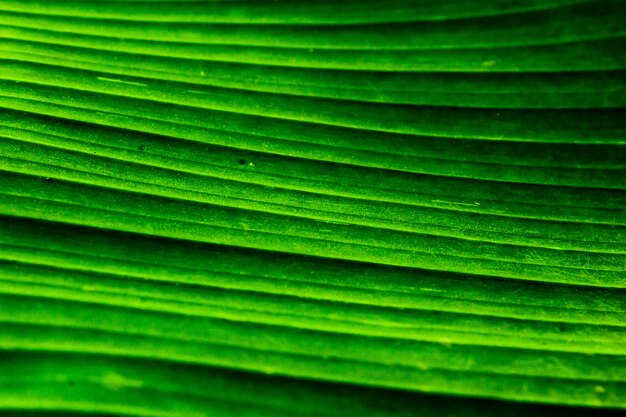 Fermer la feuille de banane