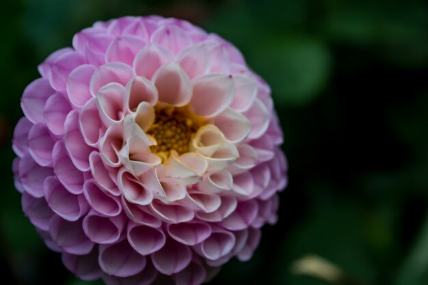 Fermer la fleur pourpre