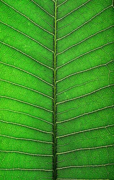 Fermer la ligne de la feuille verte