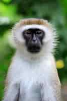 Photo gratuite fermer le singe vervet dans le parc national du kenya, afrique