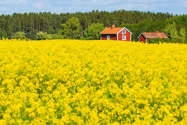 Fermes dans un champ plein de fleurs jaunes avec des arbres dans la scène en Suède