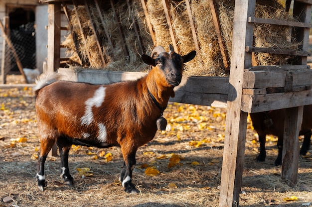 Fermez la chèvre de plus en plus rurale