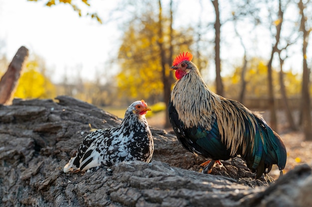 Fermez les oiseaux en pleine croissance de ferme rurale