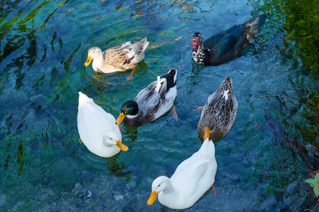 Fermez les oiseaux en pleine croissance de ferme rurale