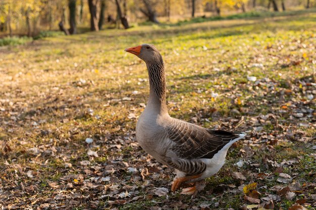 Fermez les oiseaux en pleine croissance de ferme rurale