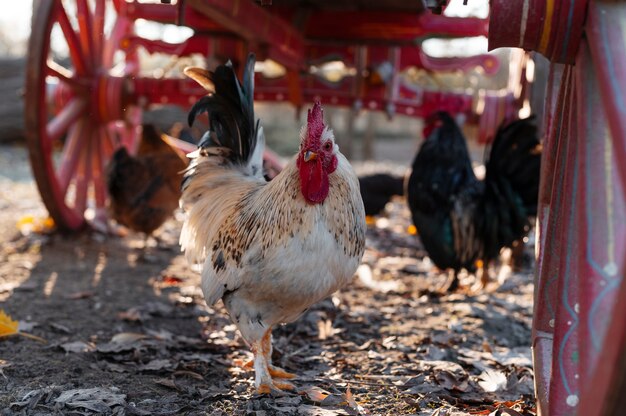 Fermez les oiseaux en pleine croissance de ferme rurale