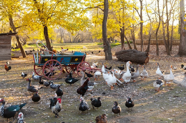 Fermez les oiseaux en pleine croissance de ferme rurale