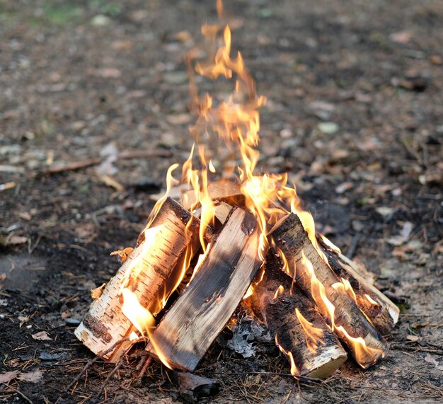 Feu de camp