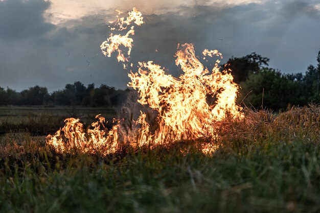 Feu dans la steppe, l'herbe brûle détruisant tout sur son passage.