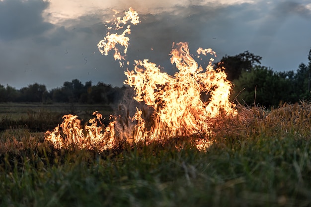 Feu dans la steppe, l'herbe brûle détruisant tout sur son passage.