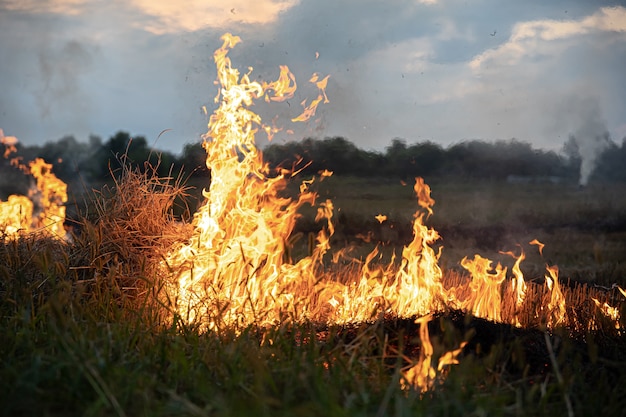 Feu dans la steppe, l'herbe brûle détruisant tout sur son passage.