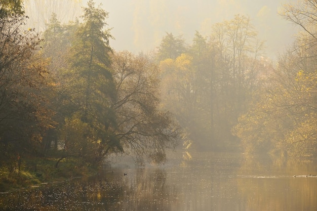 Feuillage coloré dans le parc d'automne Concept pour un fond coloré de nature saisonnière en automne