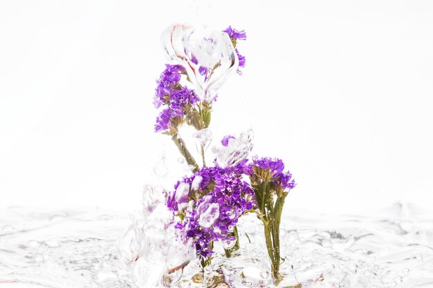 Feuillage persistant mauve tombant dans l&#39;eau