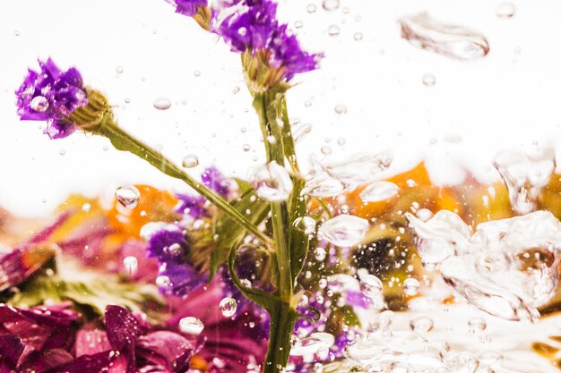 Feuillage persistant mauve tombant dans l&#39;eau