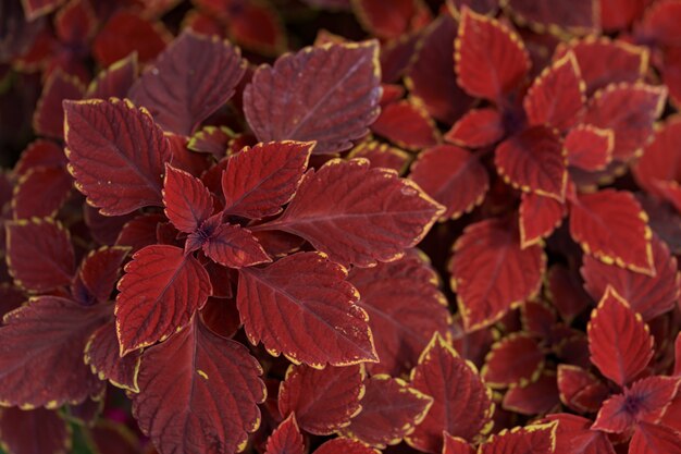 Feuillage de plantes rouges abstraites dans la nature