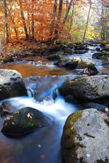 Feuillage et roche de ruisseau d'automne