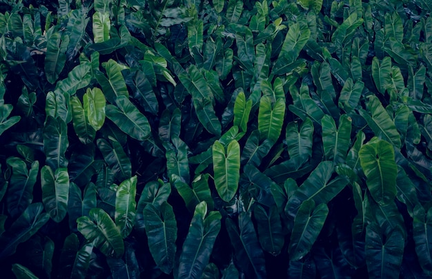 Feuillage de verdure Feuille Nature Fraîcheur