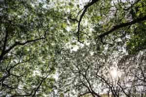 Photo gratuite un feuillage de verdure naturel dans un parc