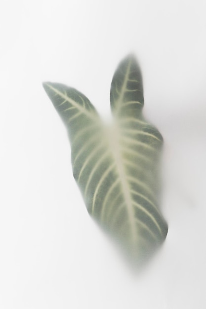 Feuille d'Alocasia tropicale floue sur fond blanc