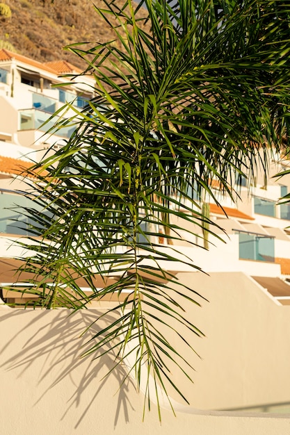 Photo gratuite feuille d'arbre de noix de coco avec des maisons sur fond