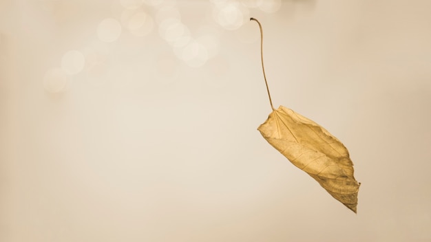 Feuille automnale avec la chute de brindille