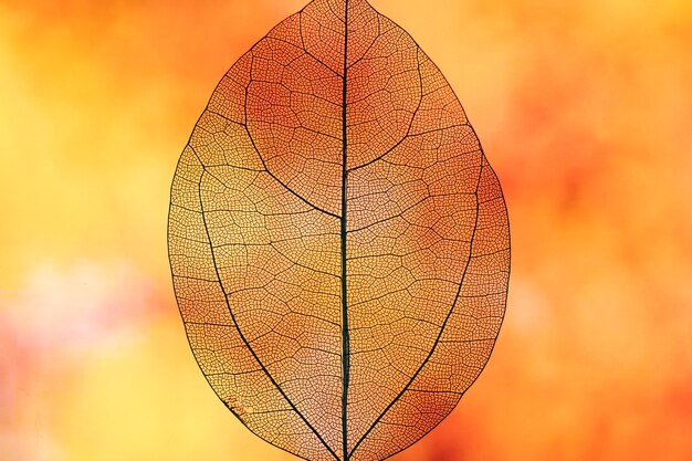 Feuille d'automne orange transparente abstraite