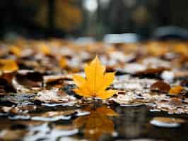 Photo gratuite feuille d'automne sèche flottant sur l'eau