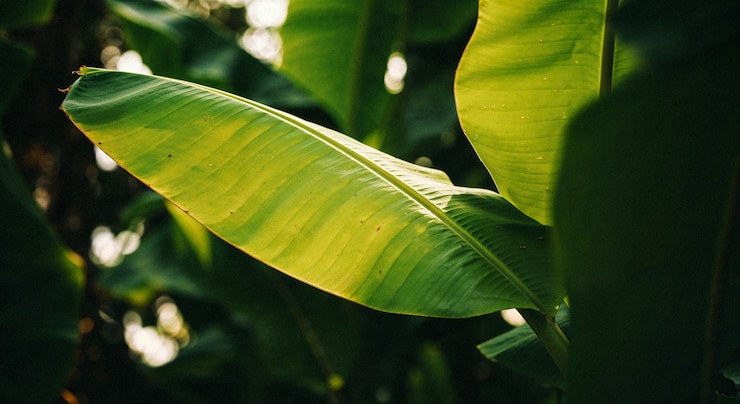 Photo gratuit une feuille de banane au soleil.