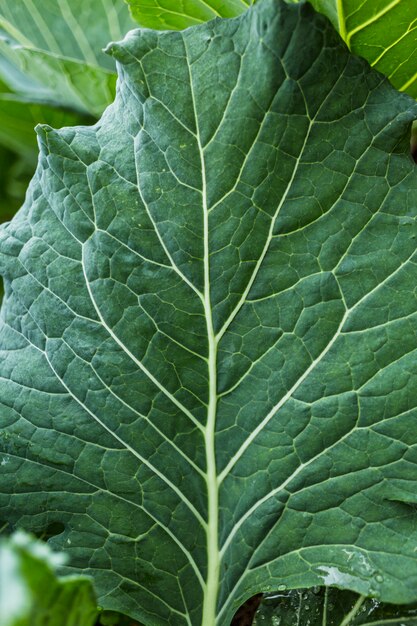 Feuille de bette à carde