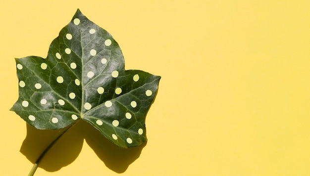 Feuille d'érable avec fond d'espace copie