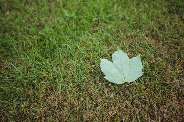 Feuille d&#39;érable tombé sur l&#39;herbe verte