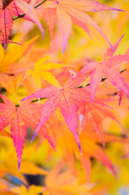 Photo gratuite feuille d'érable