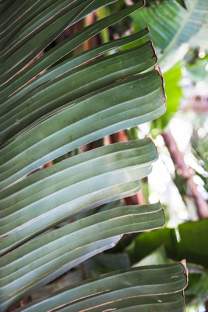 Feuille exotique avec des extrémités sèches