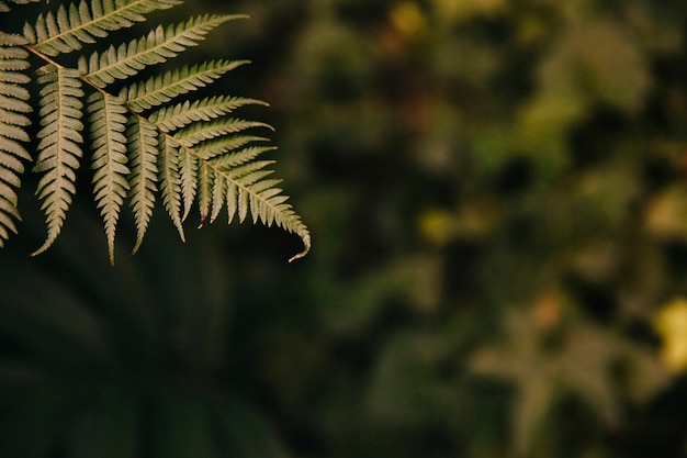 Feuille exotique sur fond flou