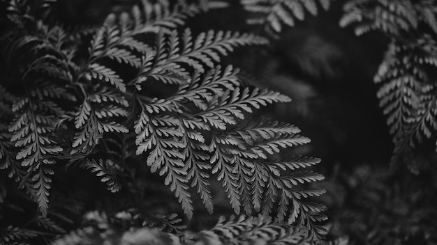 Feuille de fougère close up in bw nature background