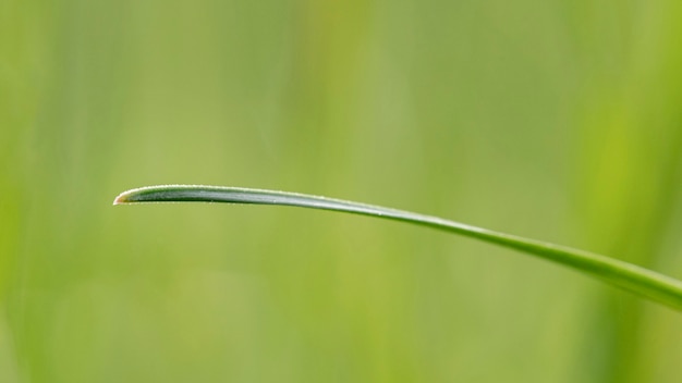 Feuille d'herbe gros plan