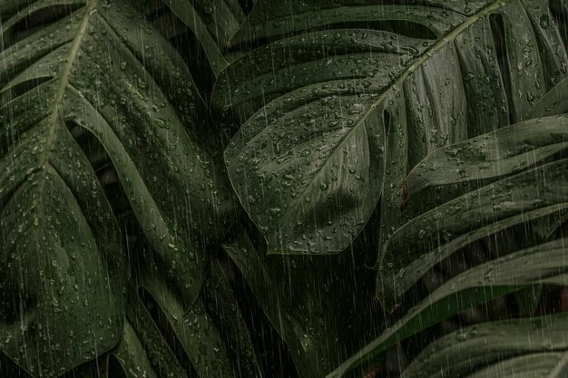 Feuille de Monstera un jour de pluie