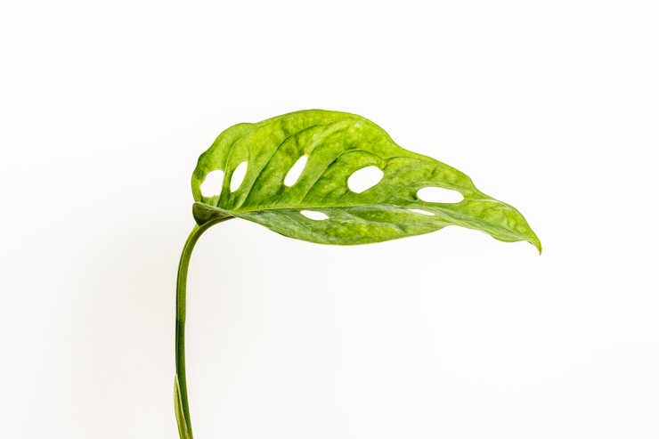 Photo gratuit feuille de monstera obliqua sur blanc