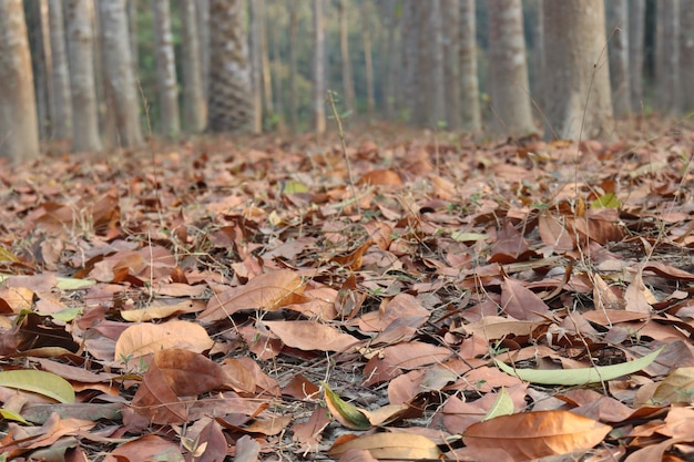 Feuille mûre d'arbre sur la forêt