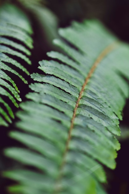 Feuille naturelle