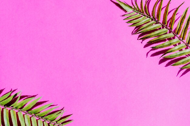 Feuille de palmier sur une surface colorée