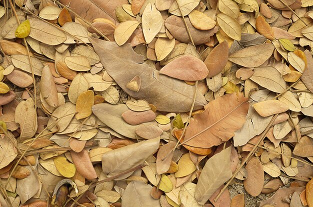 Feuille de pho de chute avec une lumière douce et un accent doux